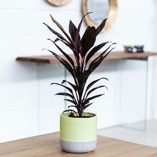 Cordyline-Australis-Red-Star