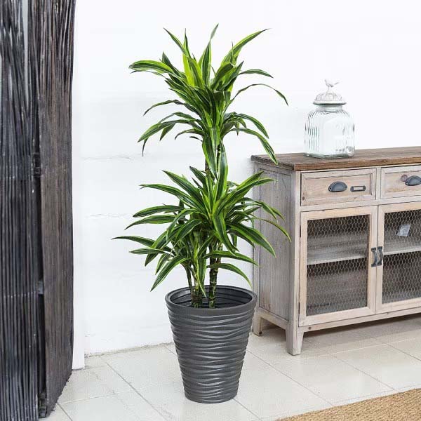 Dracena-Lemon